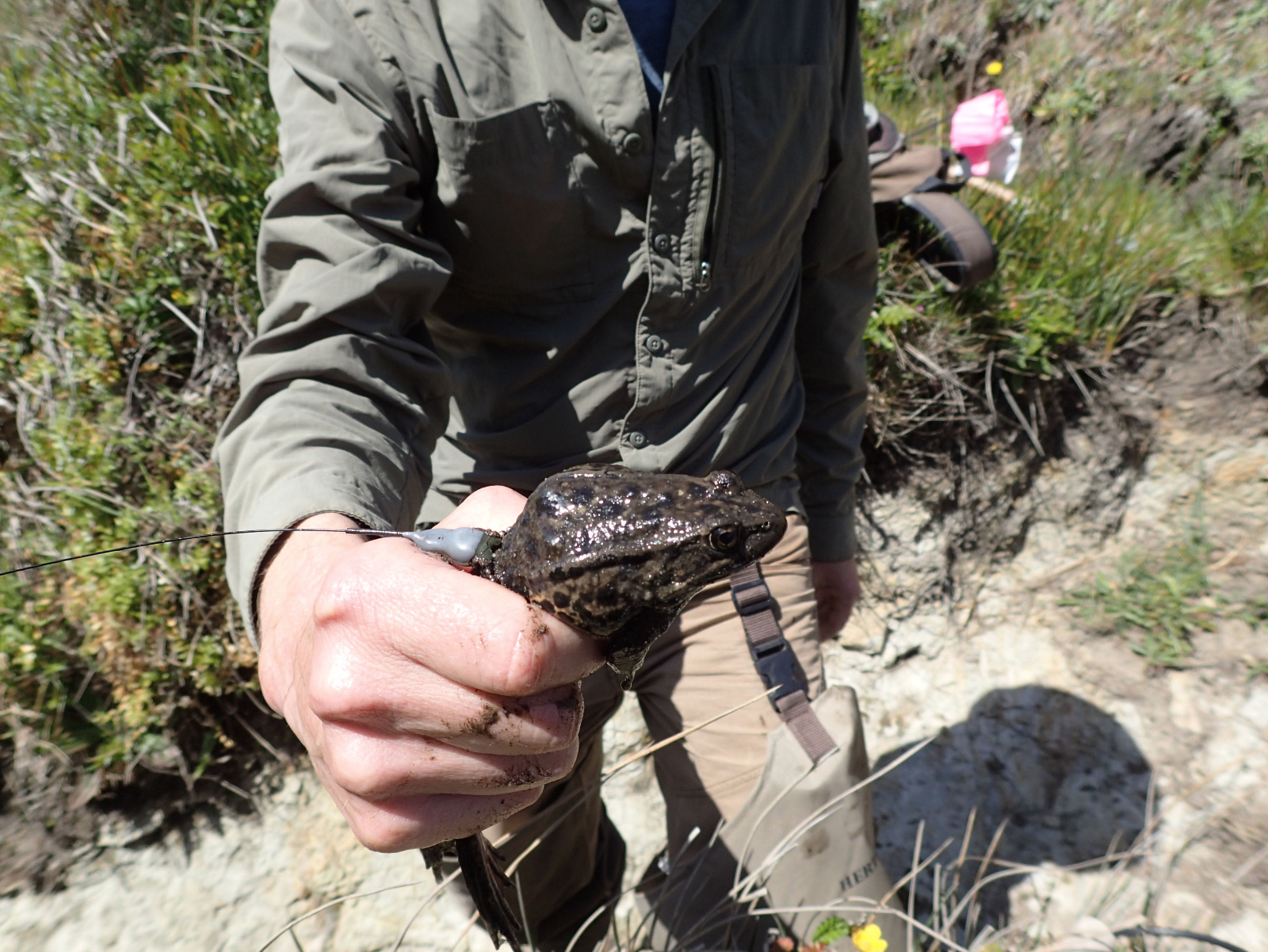 05 Rana draytonii in hand